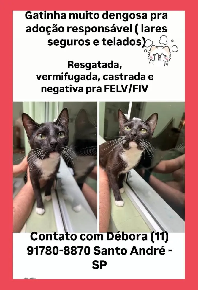 Gato ra a SRD-ViraLata idade 2 a 6 meses nome Gatinha frajola 