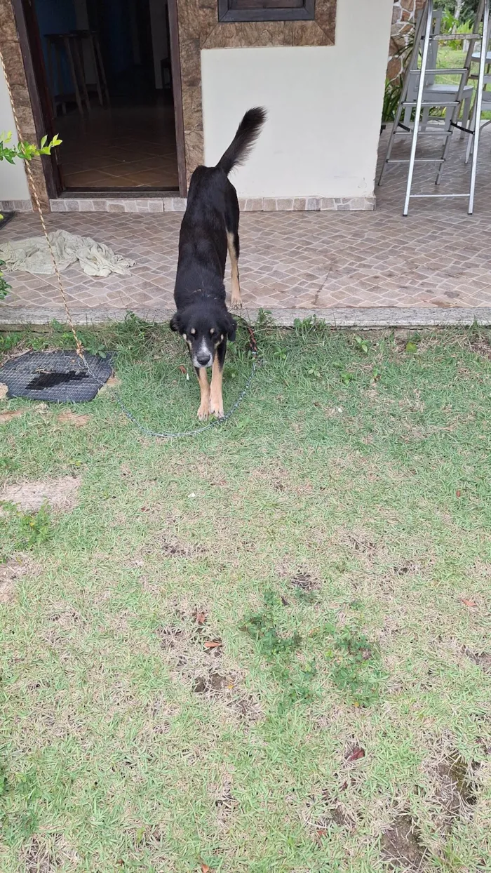 Cachorro ra a SRD-ViraLata idade 4 anos nome Francisco 