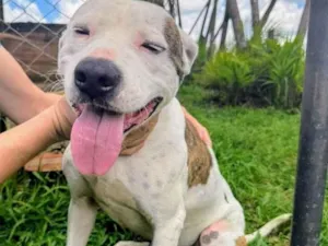 Cachorro raça Pit-Bull idade 2 anos nome Theo 