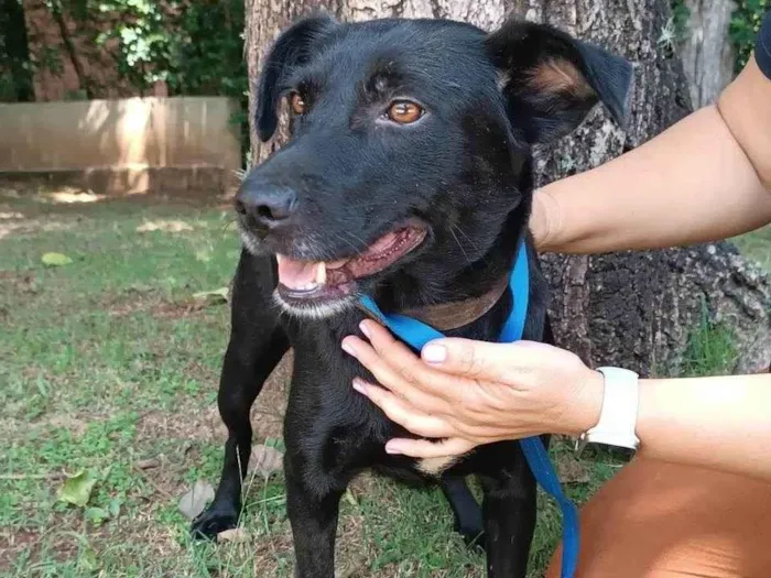 Cachorro ra a SRD-ViraLata idade 3 anos nome Ipanema 