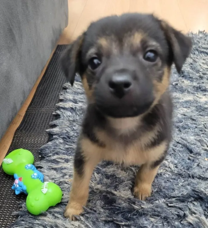 Cachorro ra a SRD-ViraLata idade 2 a 6 meses nome Sem nome