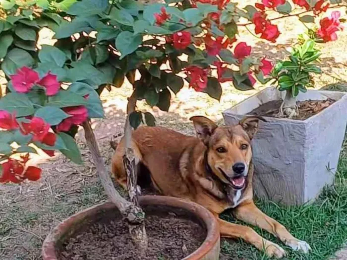 Cachorro ra a SRD-ViraLata idade 4 anos nome Marley 