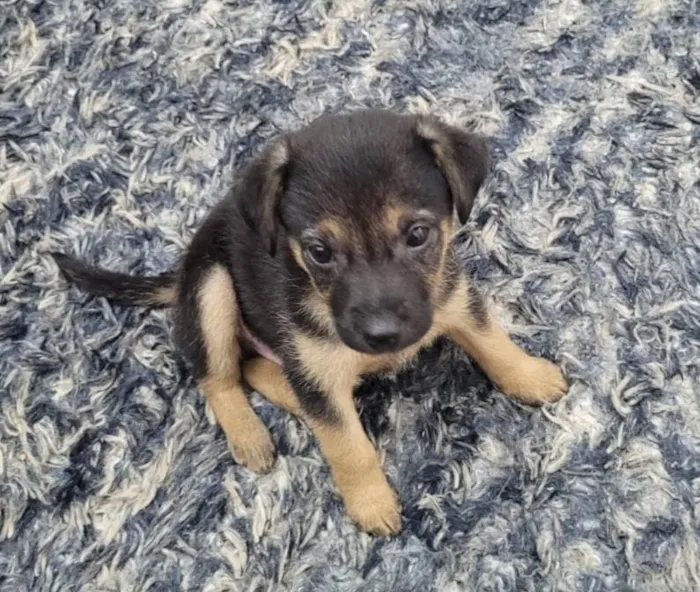 Cachorro ra a SRD-ViraLata idade 2 a 6 meses nome Sem nome