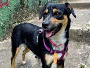 Cachorro raça SRD-ViraLata idade 2 anos nome Bolinha 