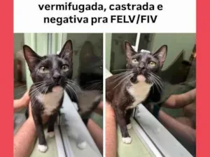 Gato raça SRD-ViraLata idade 2 a 6 meses nome Gatinha frajola 