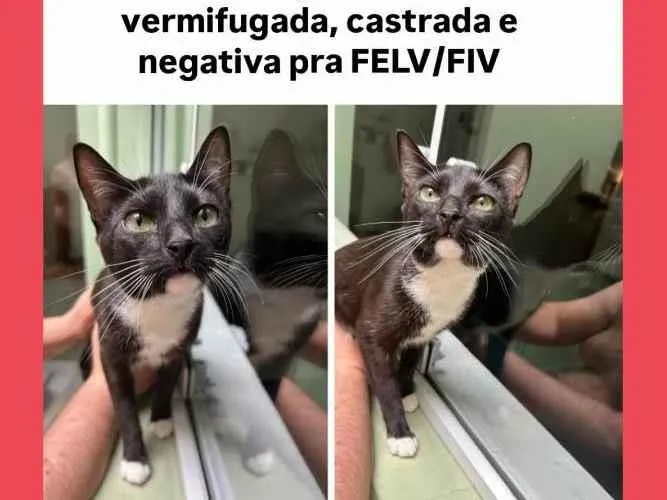 Gato ra a SRD-ViraLata idade 2 a 6 meses nome Gatinha frajola 