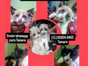 Gato raça SRD-ViraLata idade Abaixo de 2 meses nome Gatinhas 60 dias de vida no Sacomã SP