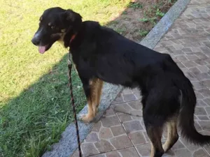 Cachorro raça SRD-ViraLata idade 4 anos nome Francisco 