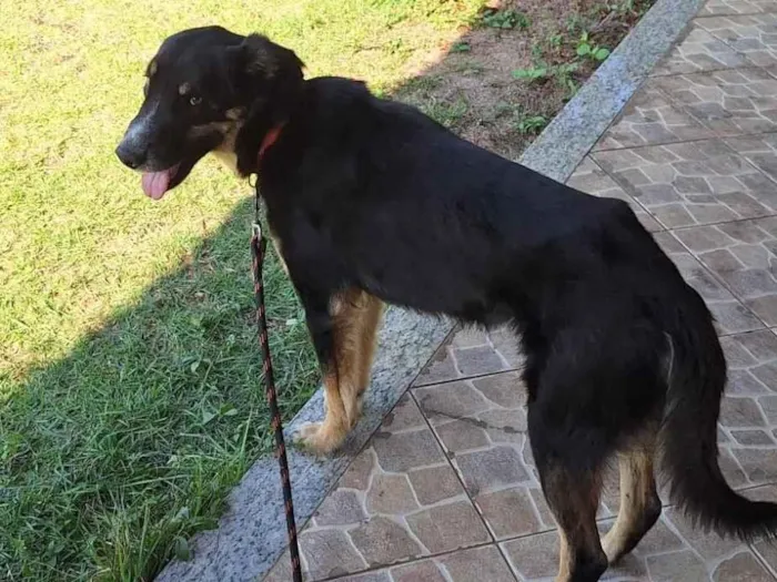 Cachorro ra a SRD-ViraLata idade 4 anos nome Francisco 