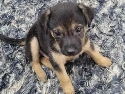 Cachorro raça SRD-ViraLata idade 2 a 6 meses nome Sem nome