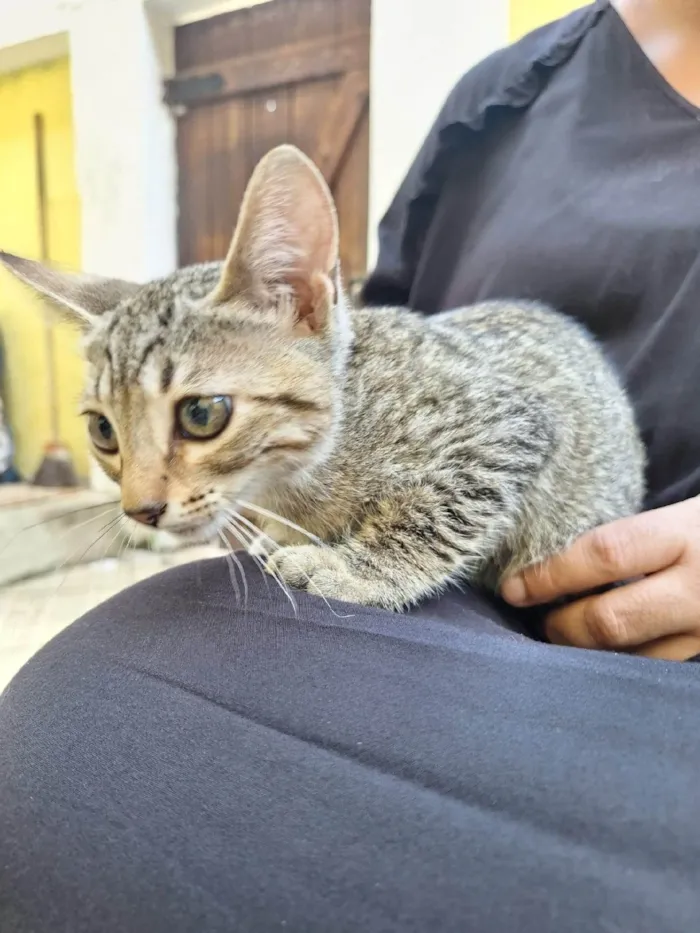 Gato ra a SRD-ViraLata idade Abaixo de 2 meses nome Kaká