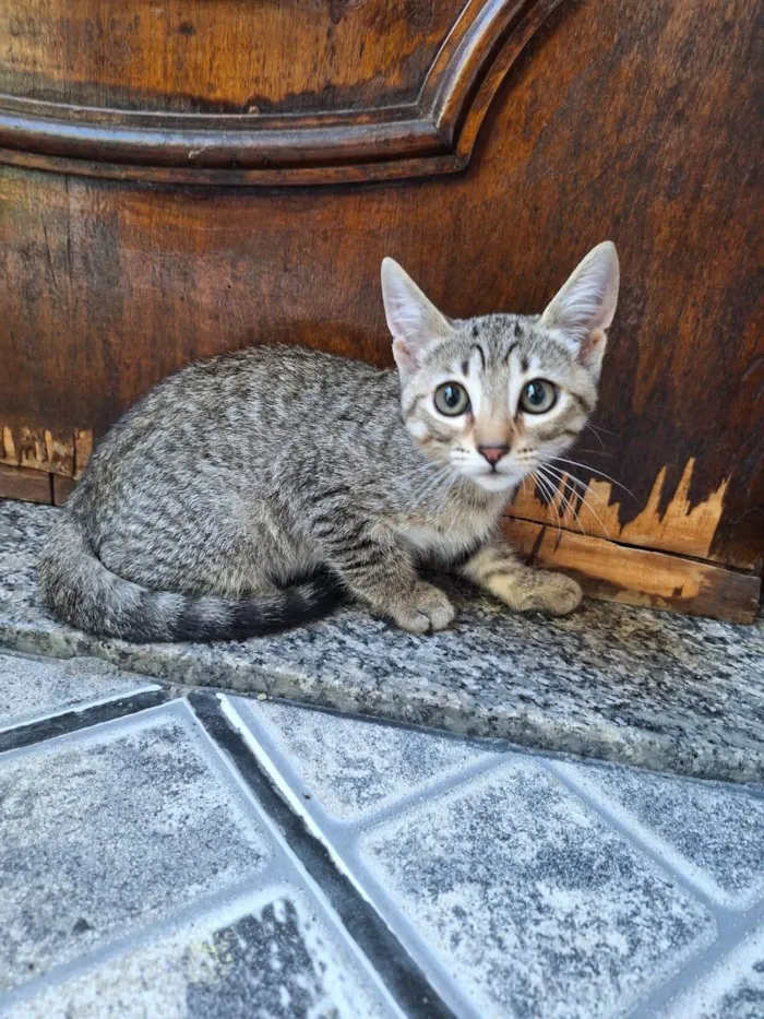 Gato ra a SRD-ViraLata idade Abaixo de 2 meses nome Kaká