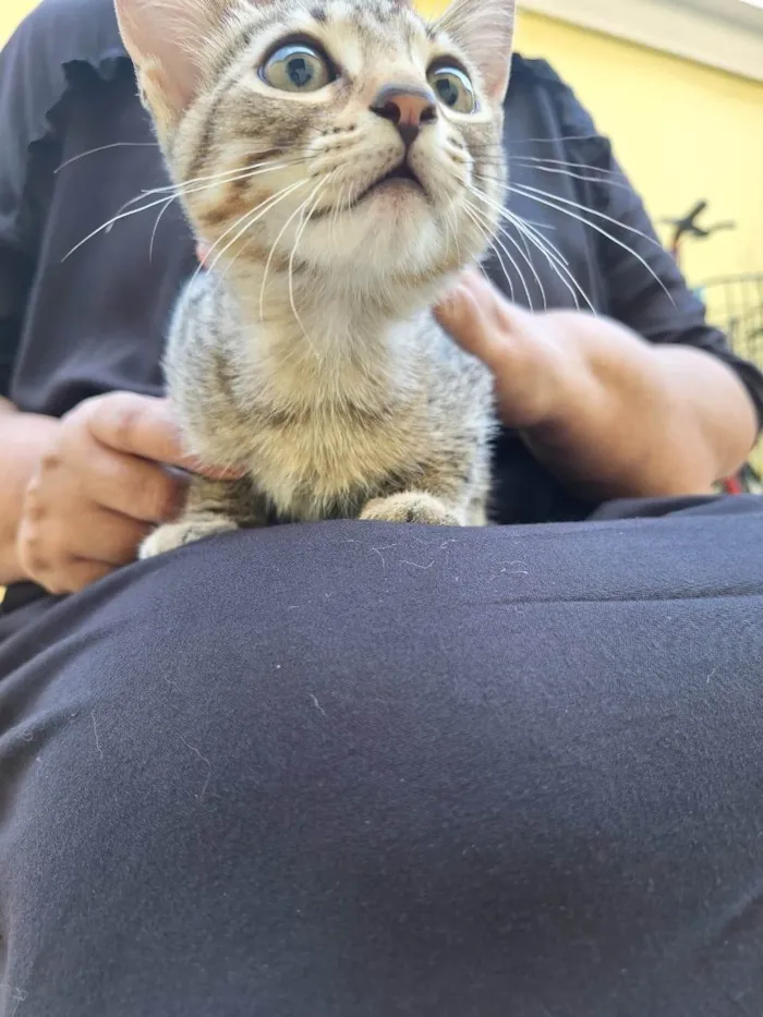 Gato ra a SRD-ViraLata idade Abaixo de 2 meses nome Kaká
