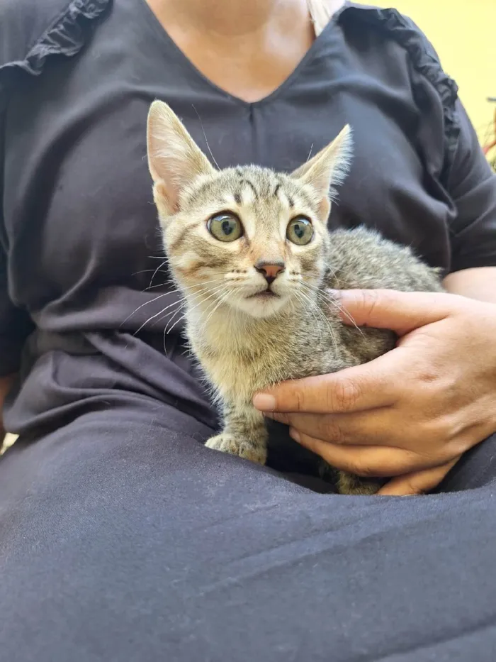 Gato ra a SRD-ViraLata idade Abaixo de 2 meses nome Kaká