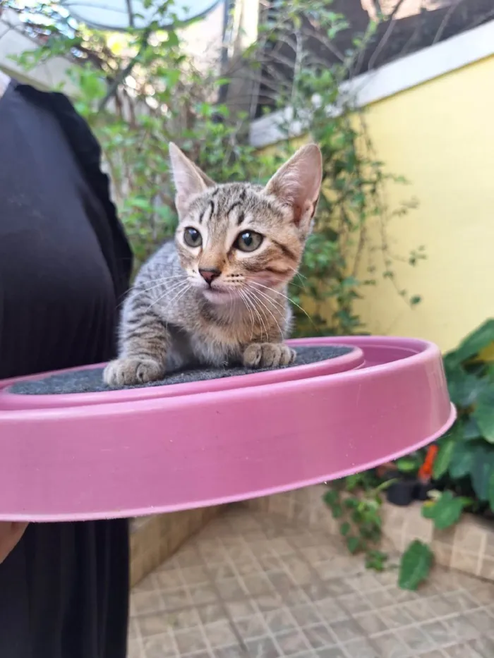 Gato ra a SRD-ViraLata idade Abaixo de 2 meses nome Kaká