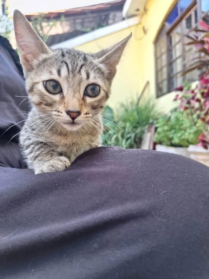 Gato ra a SRD-ViraLata idade Abaixo de 2 meses nome Kaká