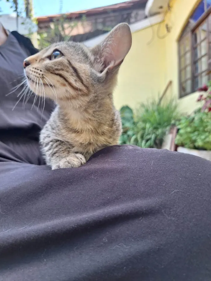 Gato ra a SRD-ViraLata idade Abaixo de 2 meses nome Kaká