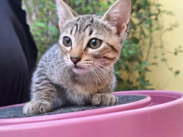 Gato ra a SRD-ViraLata idade Abaixo de 2 meses nome Kaká