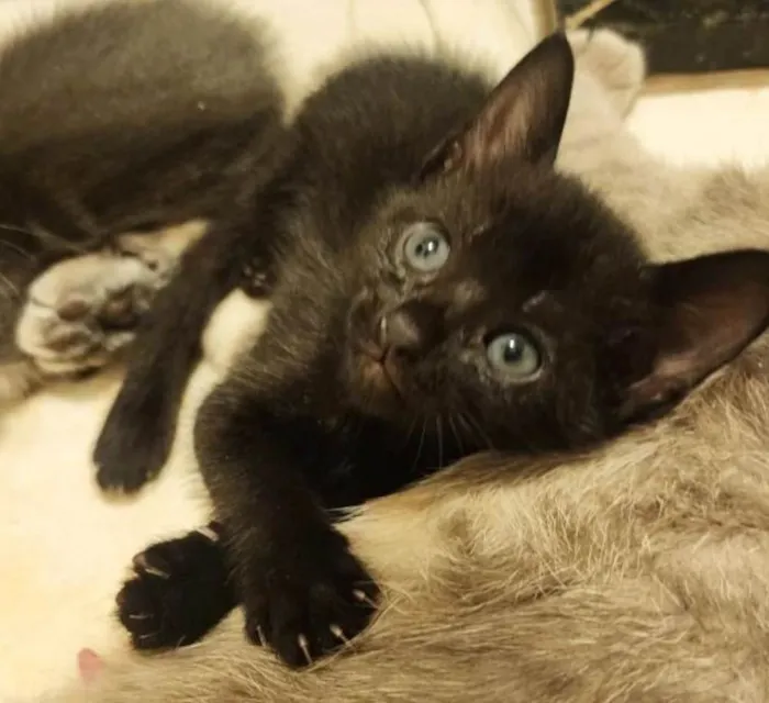 Gato ra a SRD-ViraLata idade Abaixo de 2 meses nome Marion