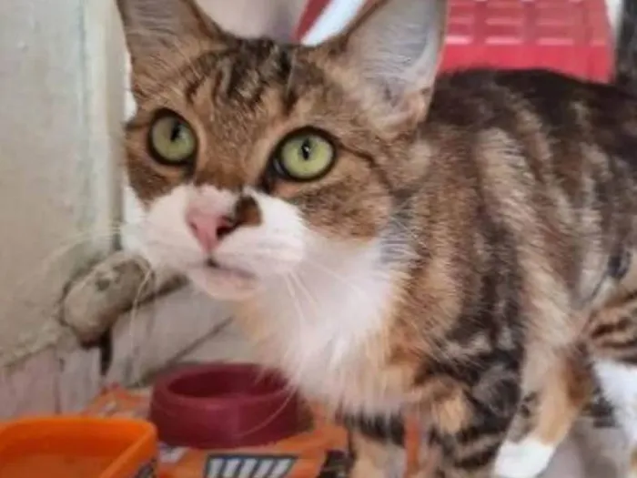 Gato ra a SRD-ViraLata idade 7 a 11 meses nome Gabi