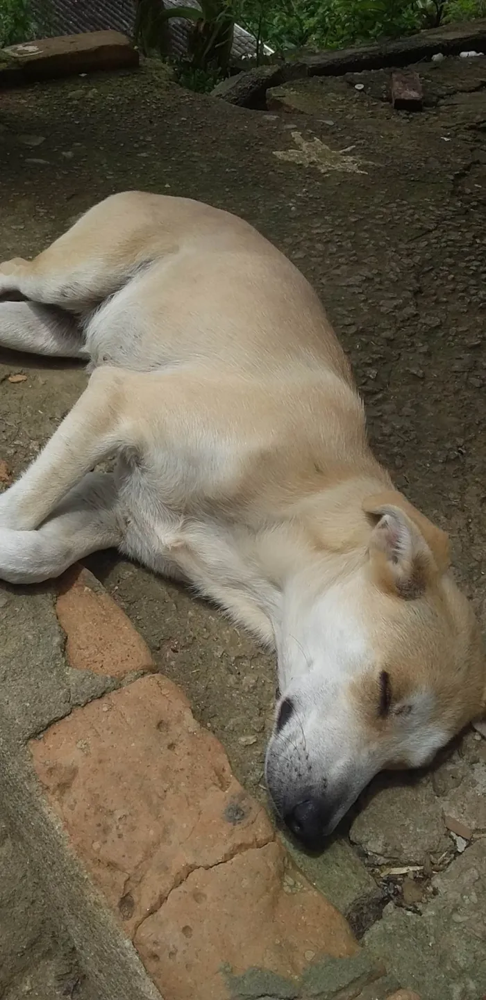 Cachorro ra a SRD-ViraLata idade 7 a 11 meses nome Estrelinha