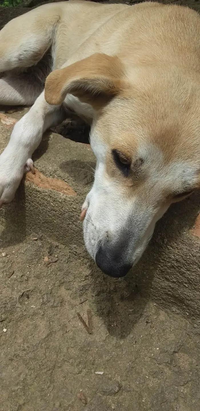 Cachorro ra a SRD-ViraLata idade 7 a 11 meses nome Estrelinha