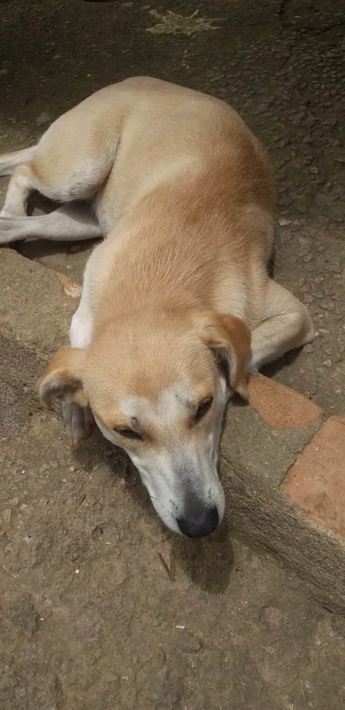 Cachorro ra a SRD-ViraLata idade 7 a 11 meses nome Estrelinha