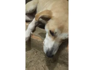 Cachorro raça SRD-ViraLata idade 7 a 11 meses nome Estrelinha