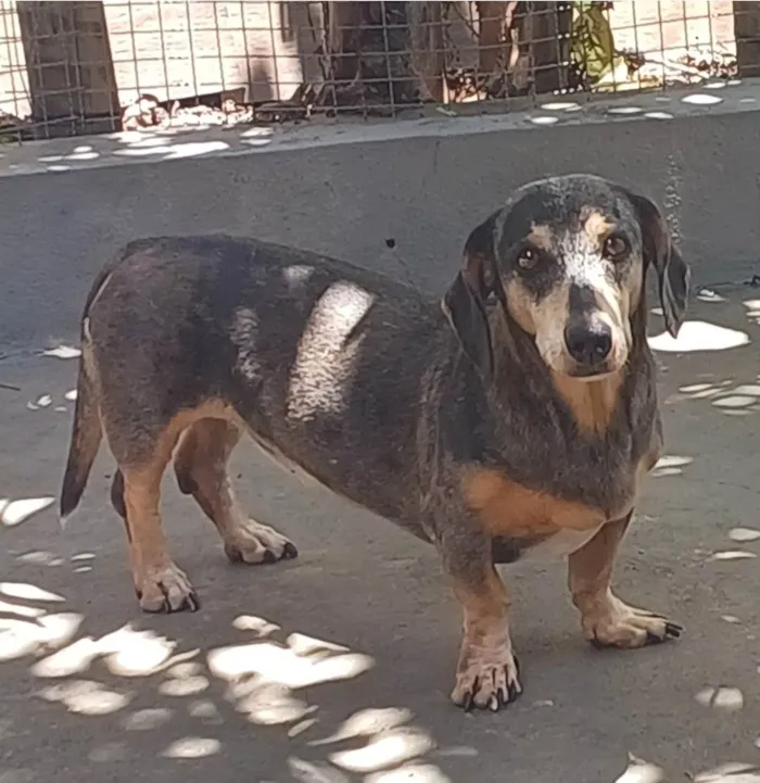 Cachorro ra a Basset-Cofap idade 6 ou mais anos nome Ariel 