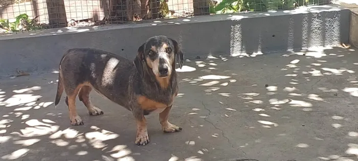 Cachorro ra a Basset-Cofap idade 6 ou mais anos nome Ariel 