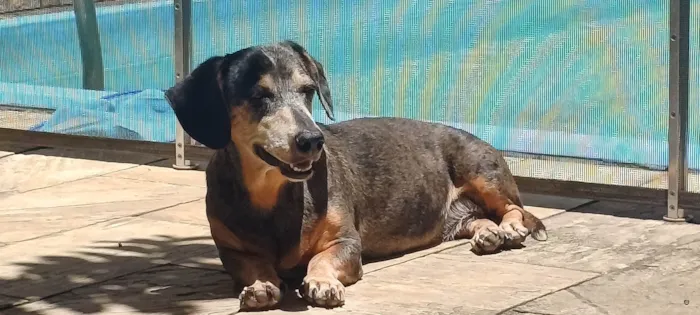 Cachorro ra a Basset-Cofap idade 6 ou mais anos nome Ariel 