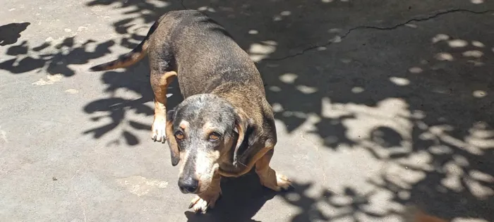 Cachorro ra a Basset-Cofap idade 6 ou mais anos nome Ariel 