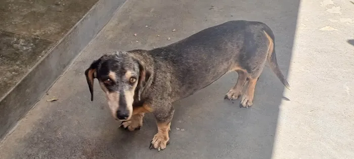 Cachorro ra a Basset-Cofap idade 6 ou mais anos nome Ariel 