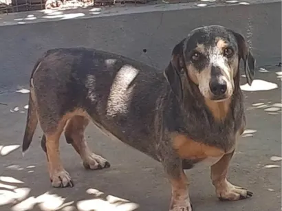 Cachorro raça Basset-Cofap idade 6 ou mais anos nome Ariel 