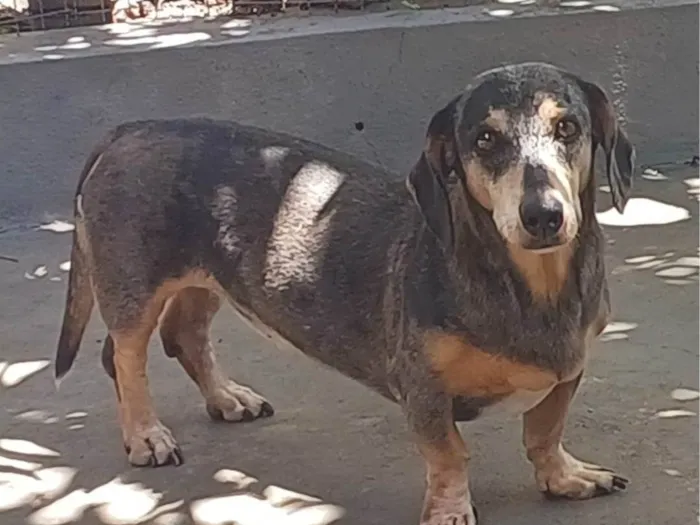 Cachorro ra a Basset-Cofap idade 6 ou mais anos nome Ariel 