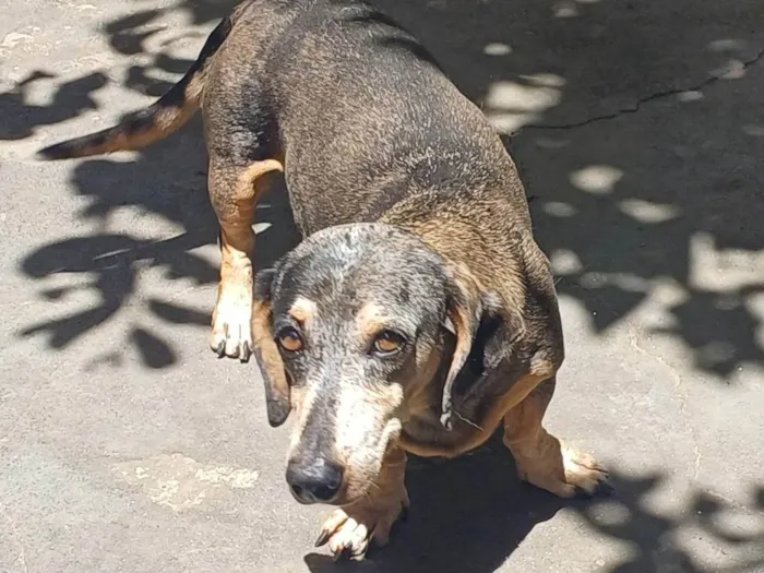 Cachorro ra a Basset-Cofap idade 6 ou mais anos nome Ariel 