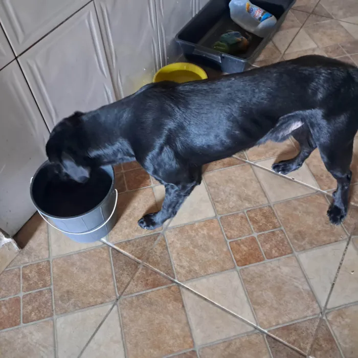 Cachorro ra a Labrador idade 3 anos nome Teo