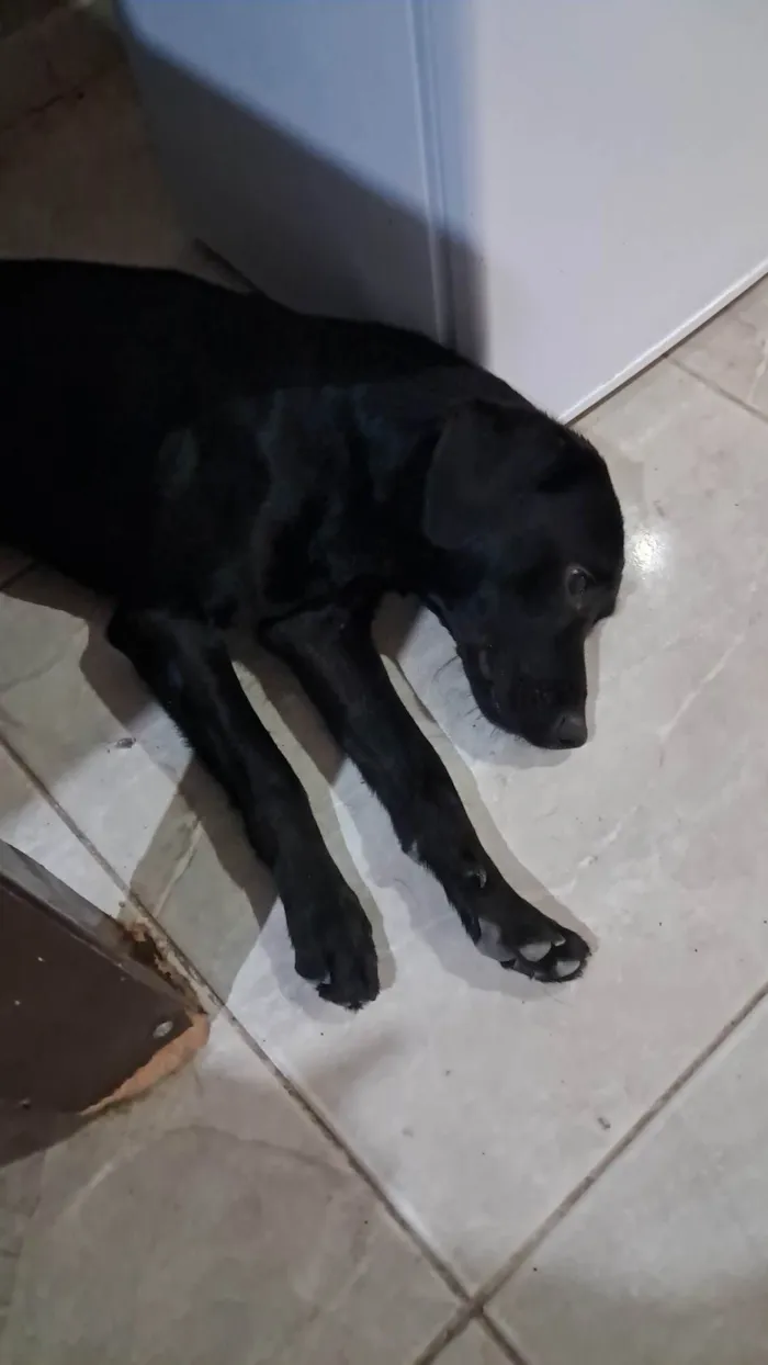 Cachorro ra a Labrador idade 3 anos nome Teo