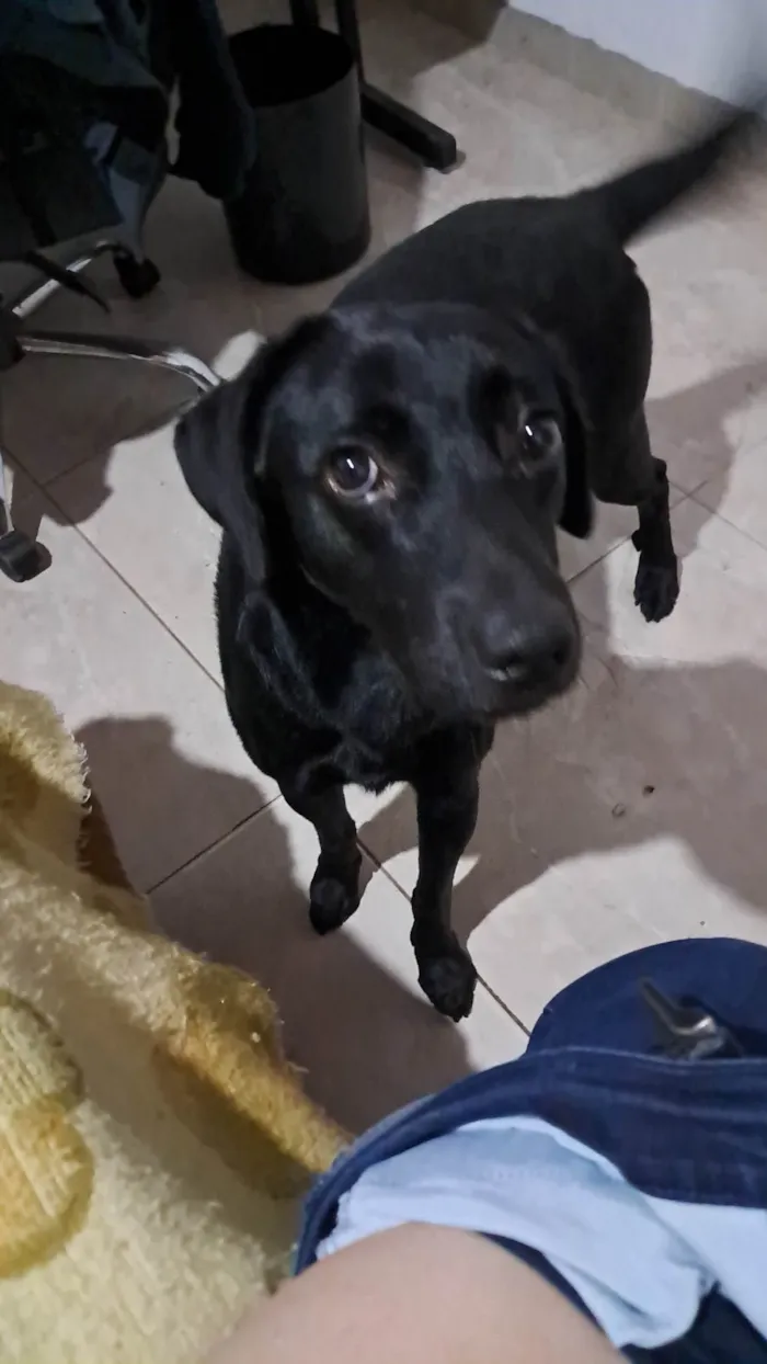 Cachorro ra a Labrador idade 3 anos nome Teo