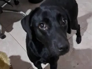 Cachorro raça Labrador idade 3 anos nome Teo