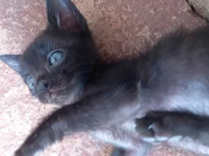 Gato raça SRD-ViraLata idade 2 a 6 meses nome Bebê