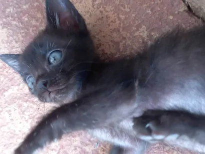Gato raça SRD-ViraLata idade 2 a 6 meses nome Bebê