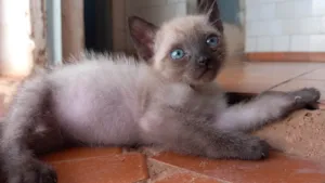 Gato raça SRD-ViraLata idade 2 a 6 meses nome Neném 