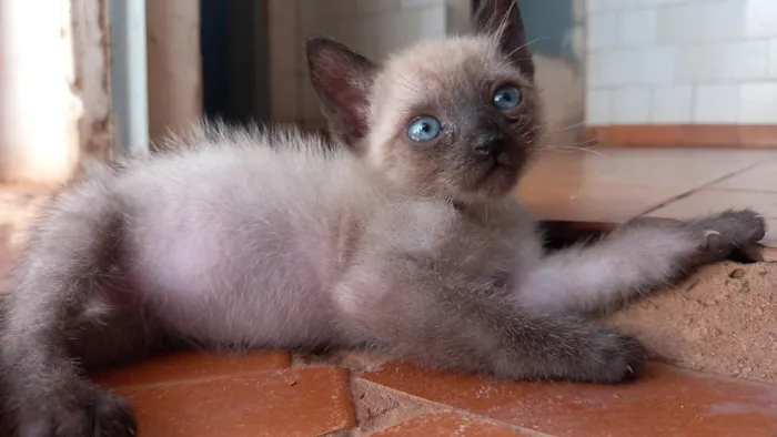 Gato ra a SRD-ViraLata idade 2 a 6 meses nome Neném 