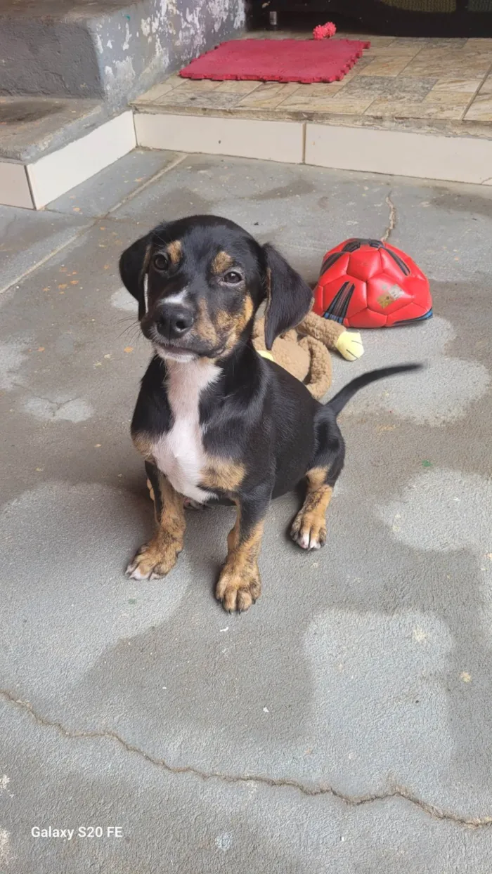 Cachorro ra a SRD-ViraLata idade 2 a 6 meses nome Ferdinando 