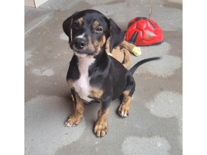 Cachorro ra a SRD-ViraLata idade 2 a 6 meses nome Ferdinando 