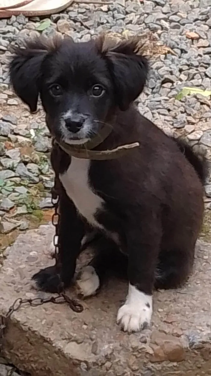 Cachorro ra a SRD-ViraLata idade 2 a 6 meses nome Kitana