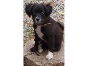 Cachorro raça SRD-ViraLata idade 2 a 6 meses nome Kitana