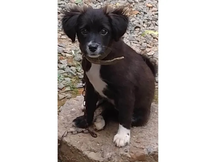 Cachorro ra a SRD-ViraLata idade 2 a 6 meses nome Kitana