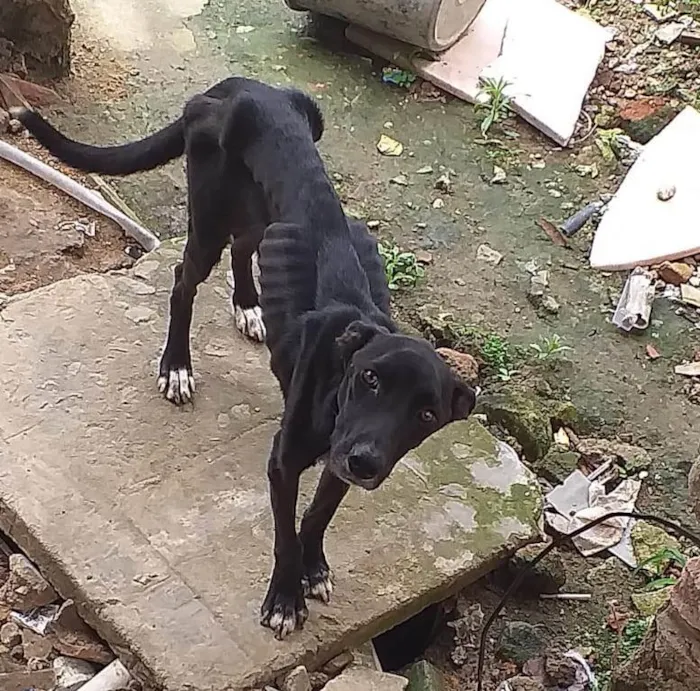 Cachorro ra a SRD-ViraLata idade 2 anos nome Vandona